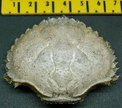 &copy; Thijs de Boer